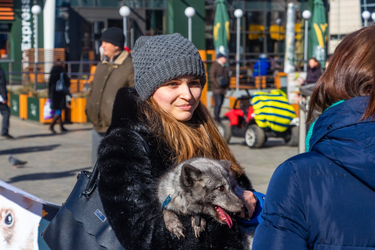 Полярная лисица Марселин и ее хозяйка Полярная лисица Марселин и ее хозяйка