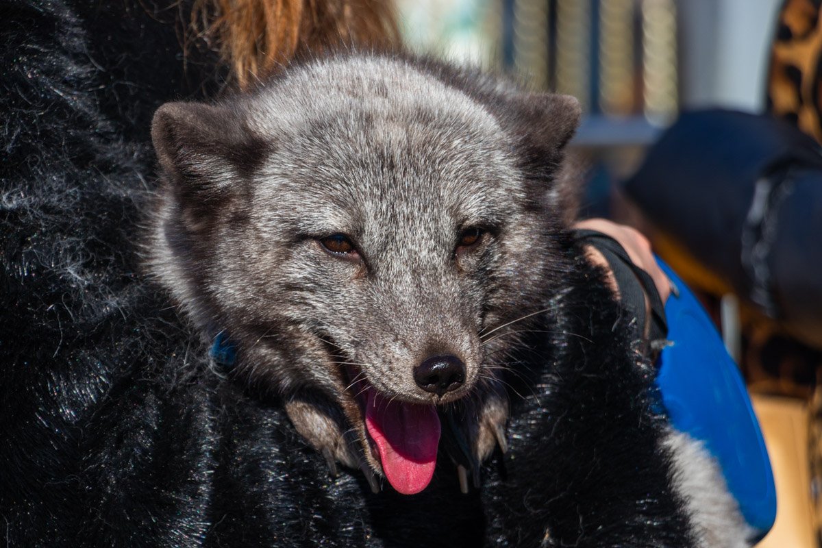 Сотни тысяч ее братьев и сестер стали жилетками Сотни тысяч ее братьев и сестер стали жилетками