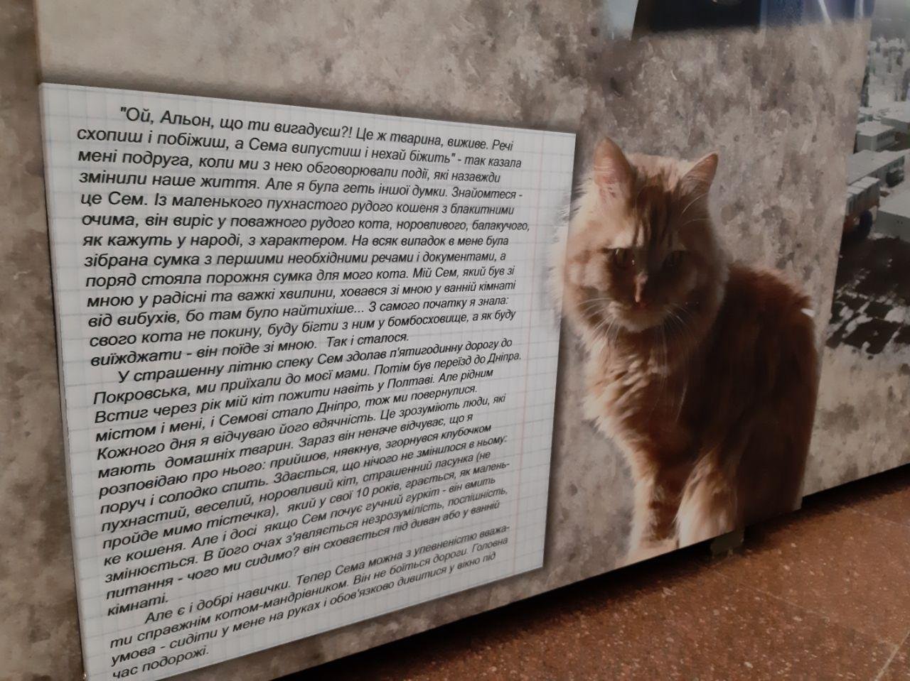 Украинцы своих не бросают, в том числе и своих домашних животных