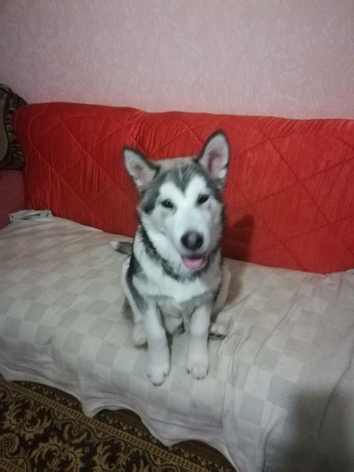 Не просто собака, а член семьи