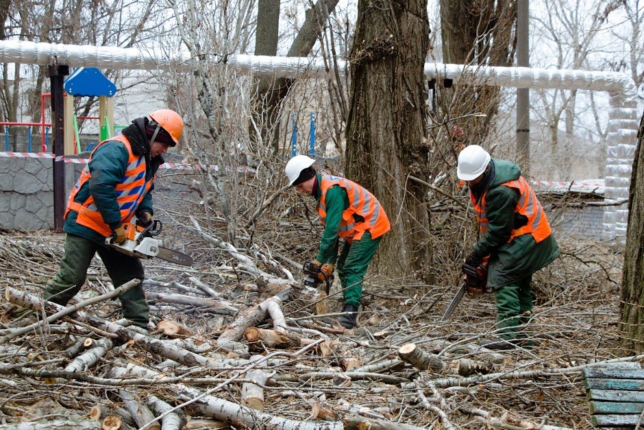 Коммунальщики срезают сухие верхушки и ветки