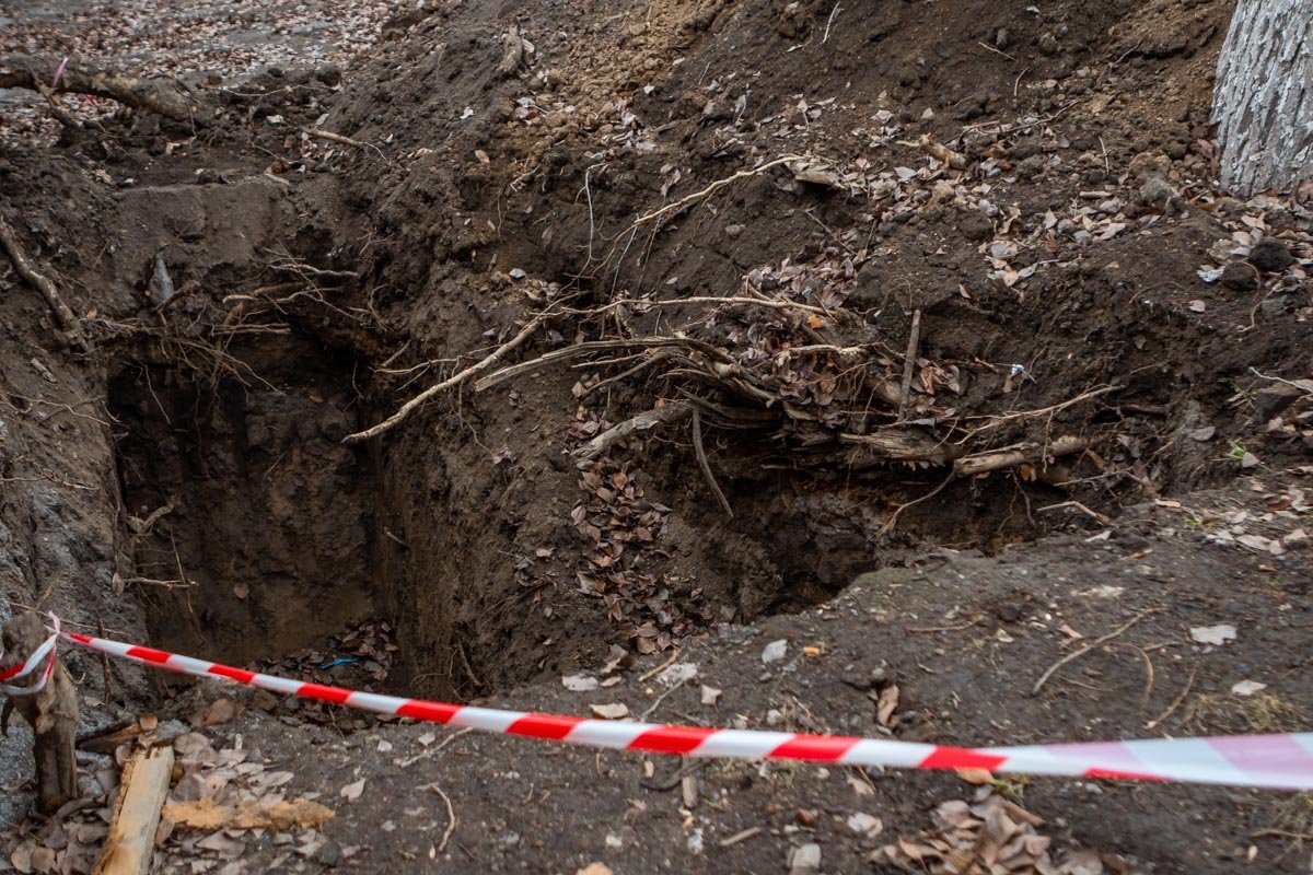 Часть корневой системы повреждена Часть корневой системы повреждена