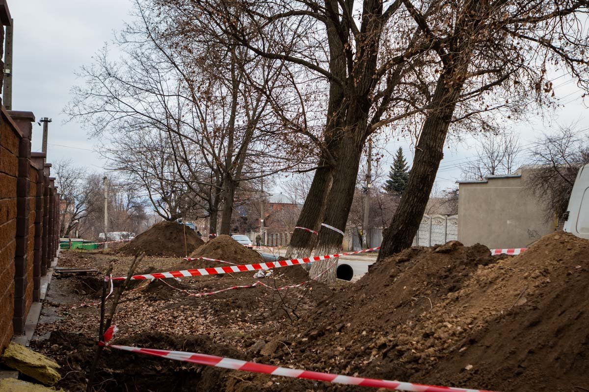 Эти деревья высадили в 60-х годах Эти деревья высадили в 60-х годах