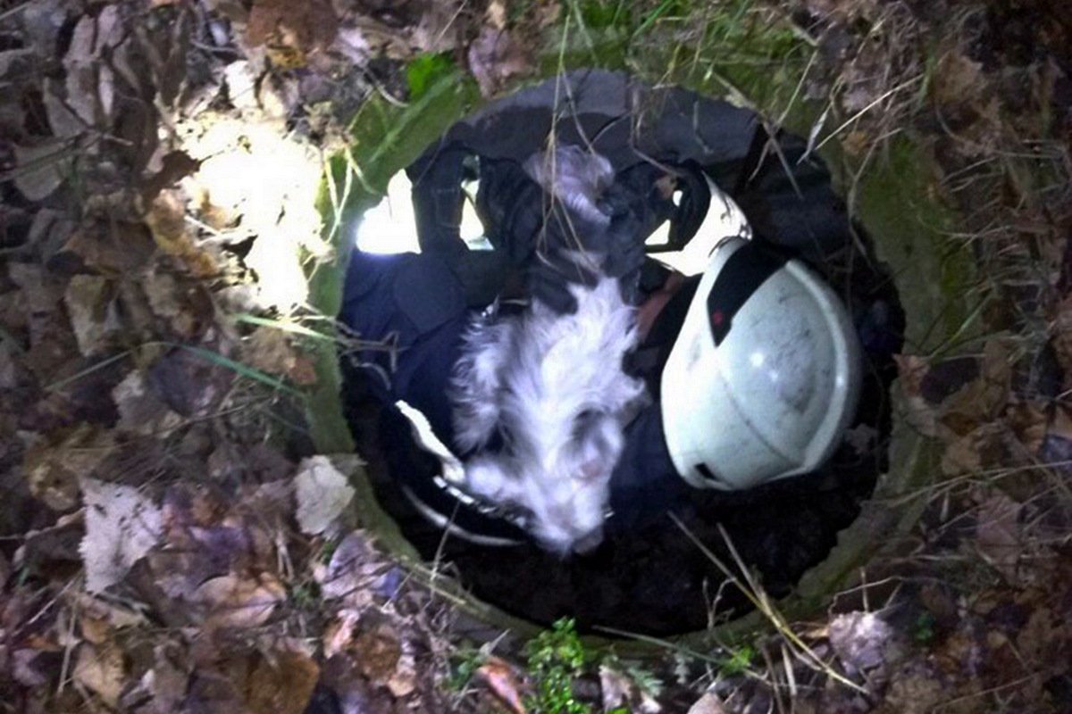 Спасать песика направился дежурный караул 5-й пожарно-спасательной части ГУ ГСЧС Спасать песика направился дежурный караул 5-й пожарно-спасательной части ГУ ГСЧС