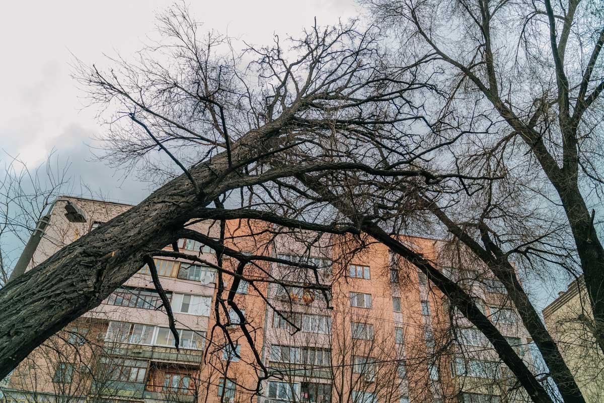 Упасть ему не позволяет одна ветка Упасть ему не позволяет одна ветка