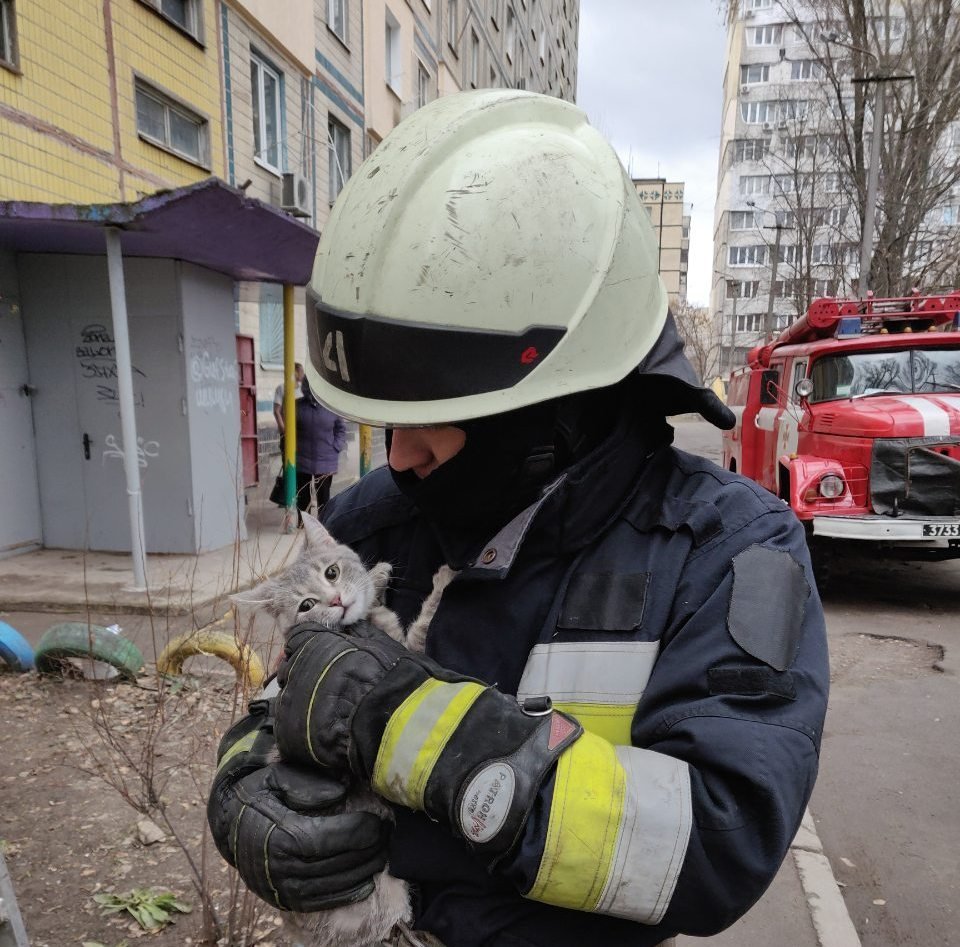 Пушистик не мог слезть самостоятельно 