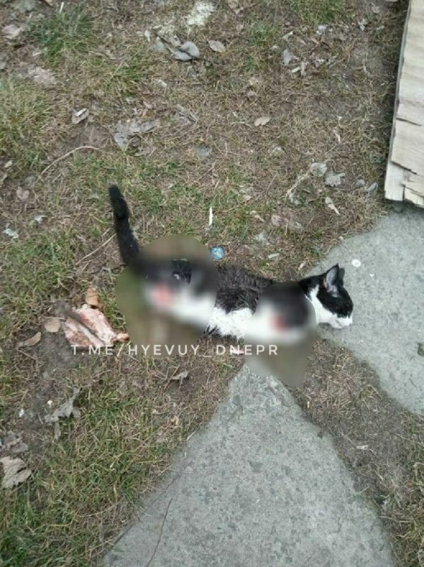 Отрезали лапы Отрезали лапы