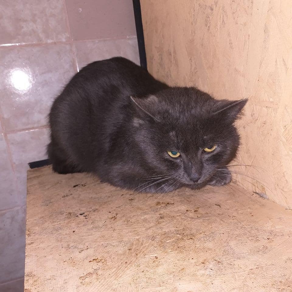 У котейки есть друг У котейки есть друг