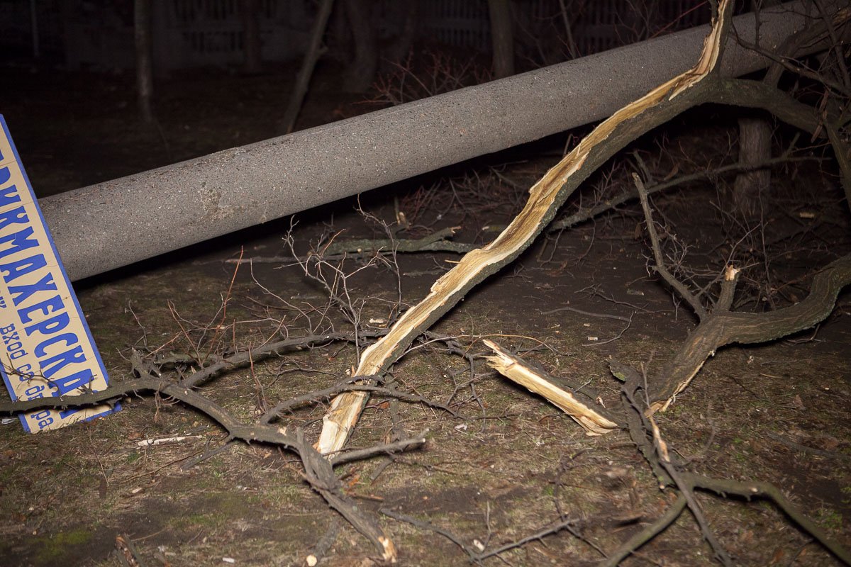 Электрические провода повисли на ветках дерева Электрические провода повисли на ветках дерева