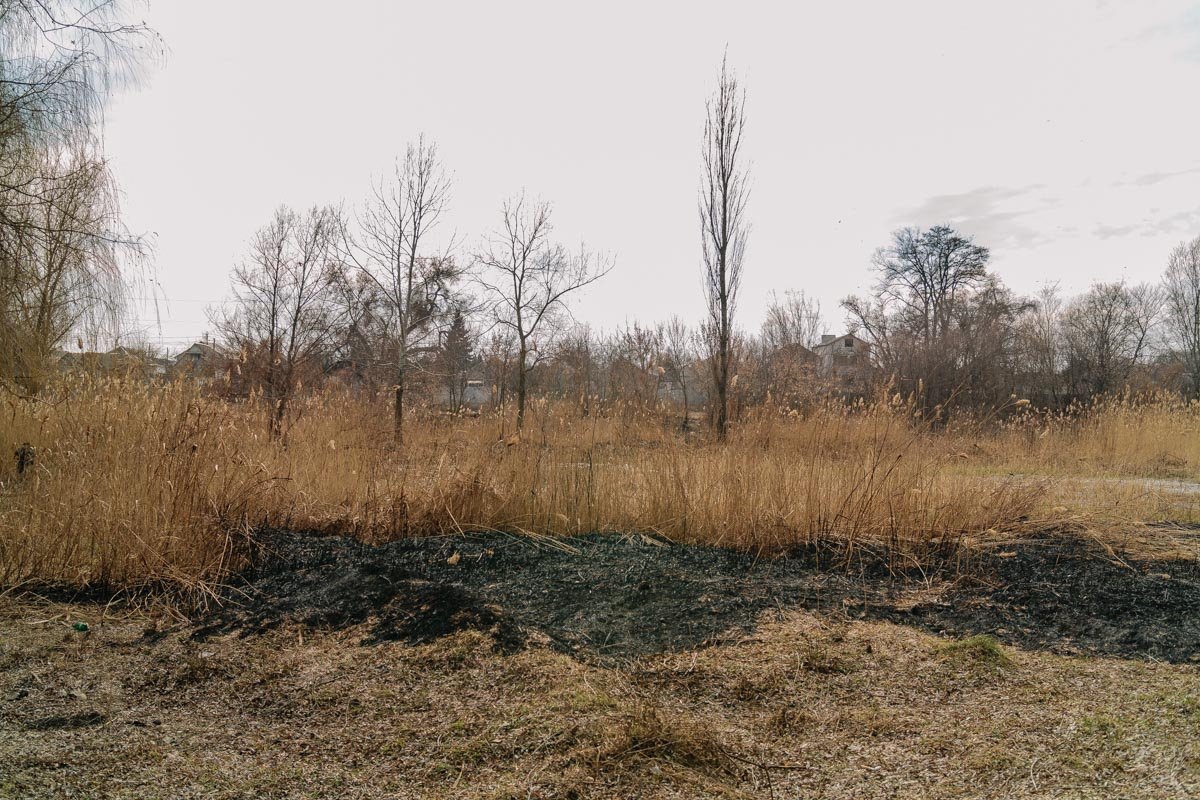 Камыш, из-за которого произошел конфликт