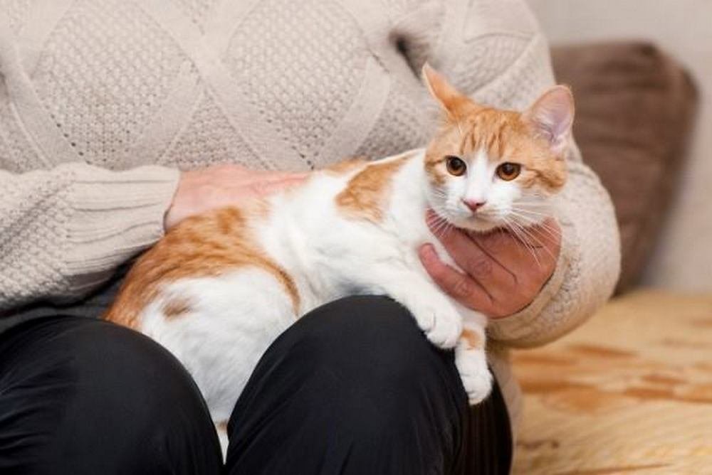 Пушистый комочек готов замурчать вас до смерти