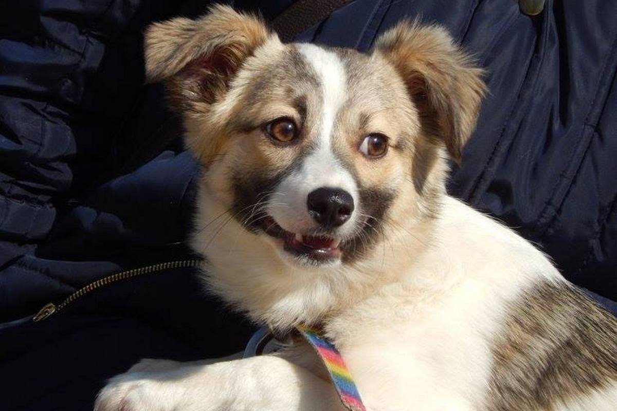 Грустный кусь мечтает о доме и о своем человеке