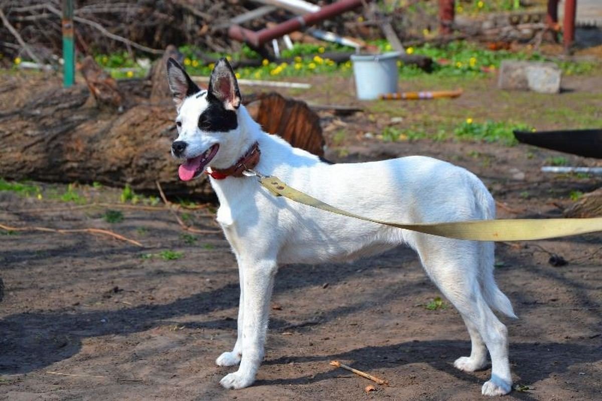 Подарите тепло и любовь: какие животные ищут дом в Днепре 7