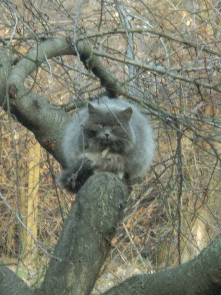 Котик замерз Котик замерз