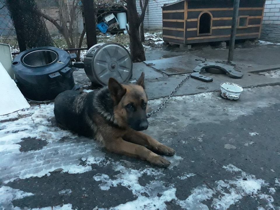 Собакен хочет домой Собакен хочет домой