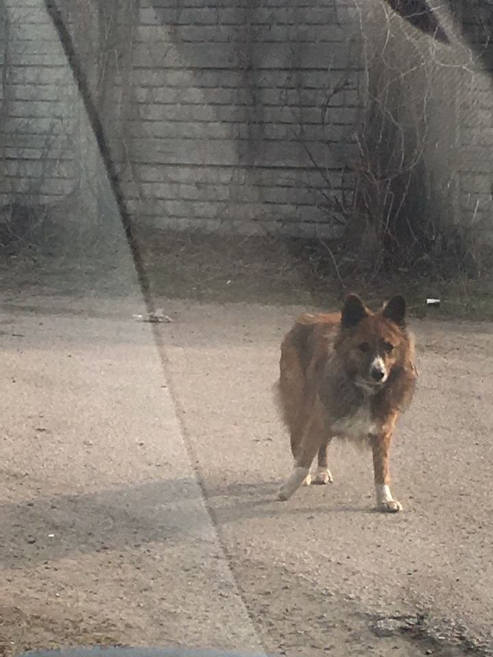 Хочет вернуться домой Хочет вернуться домой