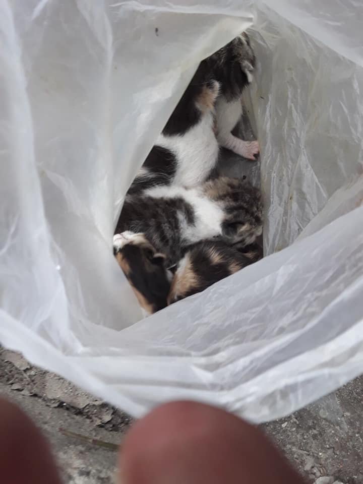 Малышей в пакете было пятеро Малышей в пакете было пятеро