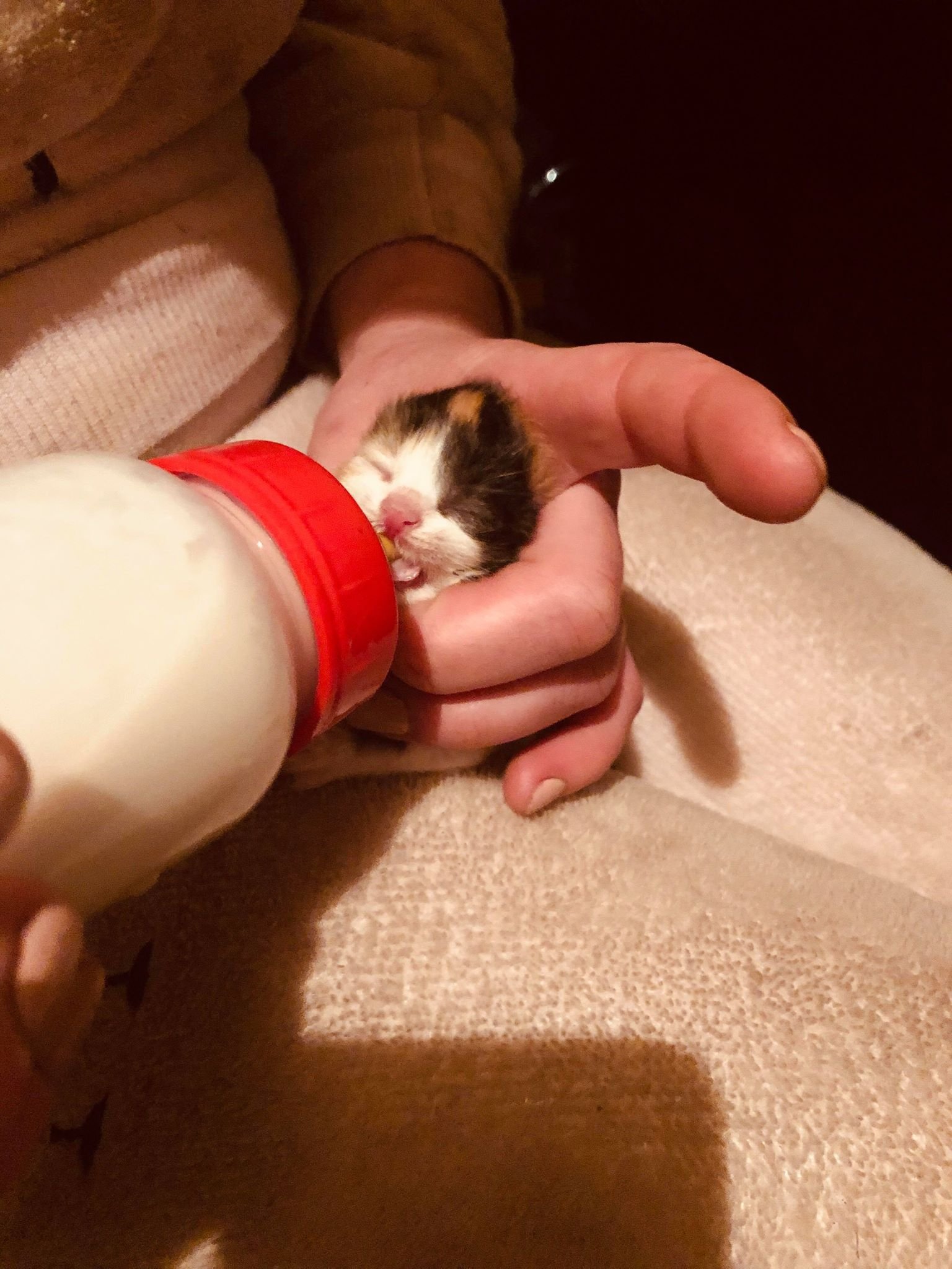 Котят выхаживают волонтеры Котят выхаживают волонтеры