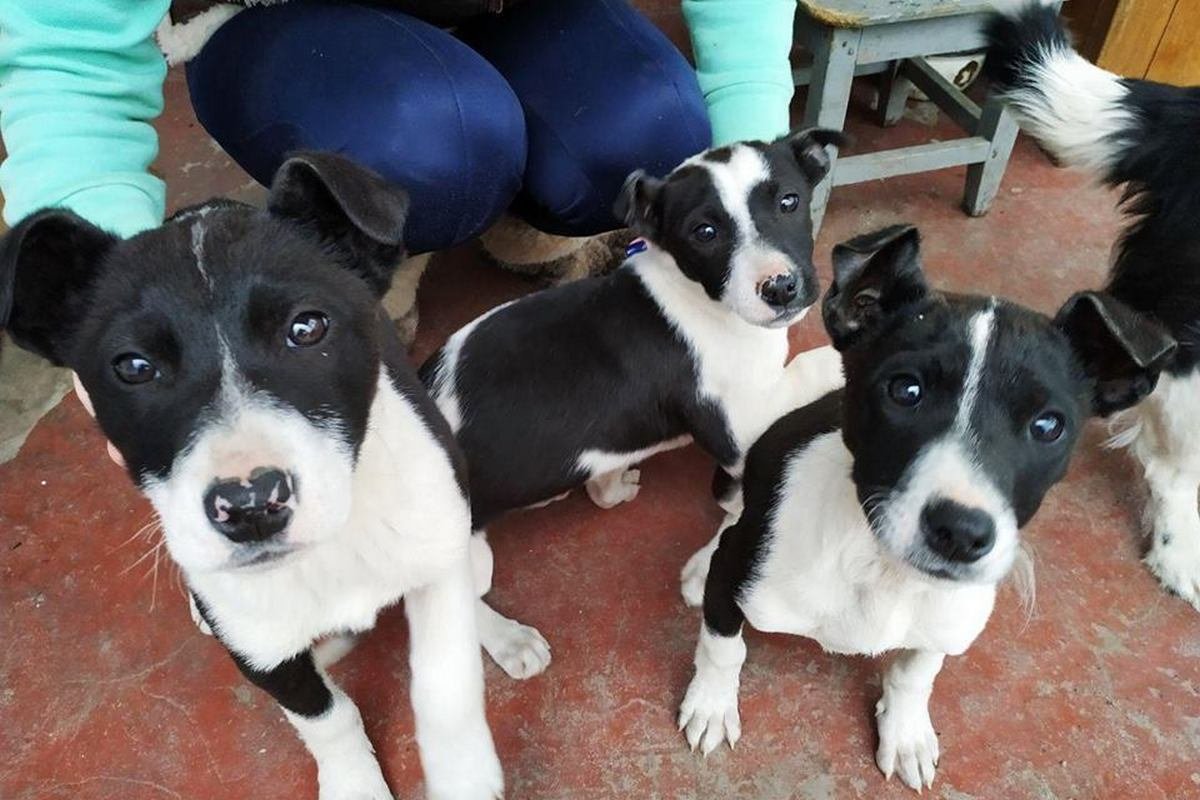 Стоит только посмотреть в эти глаза, как понимаешь, что отпускать их уже никуда и не хочется Стоит только посмотреть в эти глаза, как понимаешь, что отпускать их уже никуда и не хочется