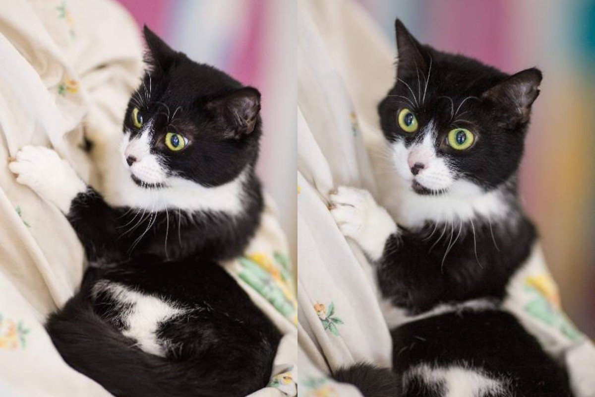 Красивая кошечка с невероятно забавной мимикой Красивая кошечка с невероятно забавной мимикой