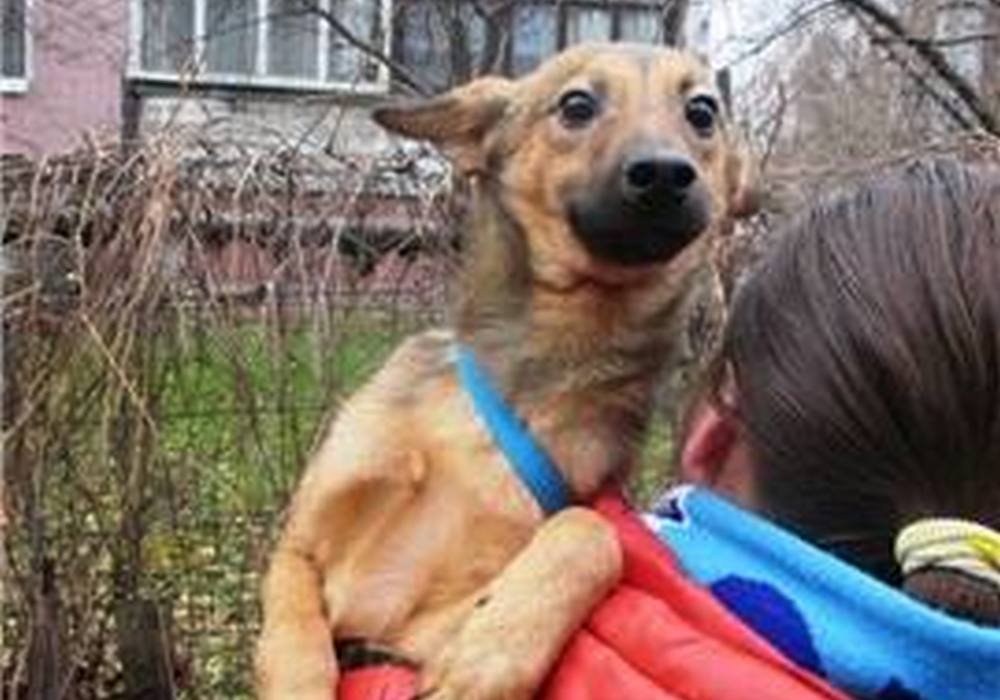 Грустный кусь мечтает о доме и о своем человеке