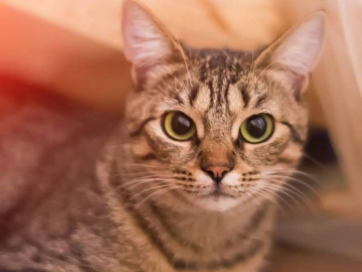 Не бита, не крашена. Пробег минимальный Не бита, не крашена. Пробег минимальный