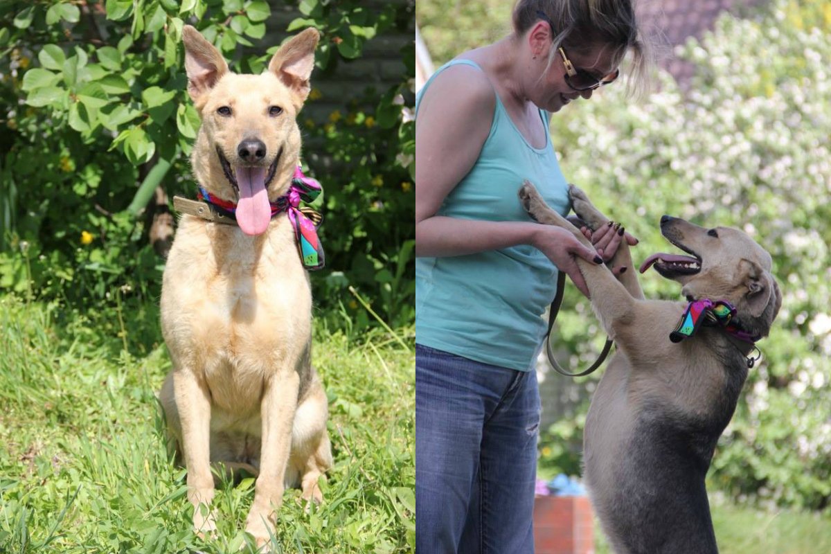 Счастье, ходящее на четырех лапах Счастье, ходящее на четырех лапах