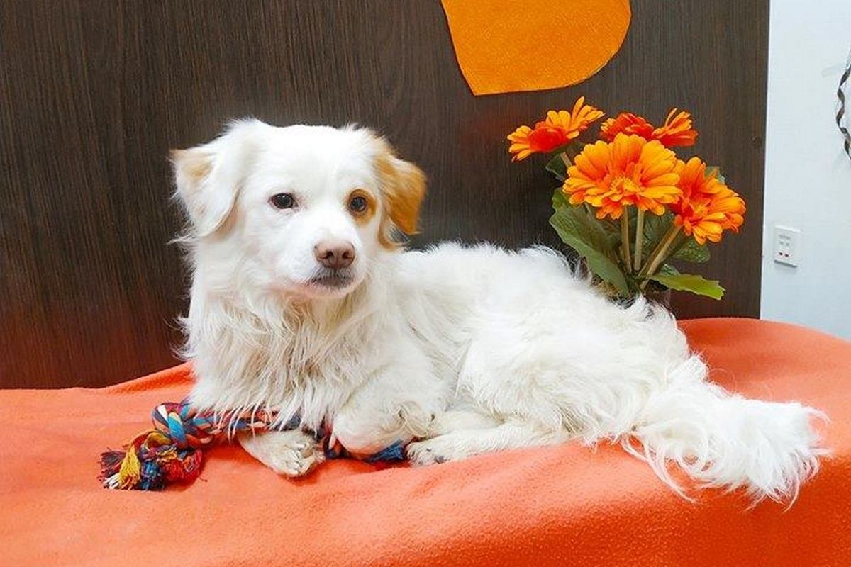 Грустный кусь мечтает о своем доме Грустный кусь мечтает о своем доме