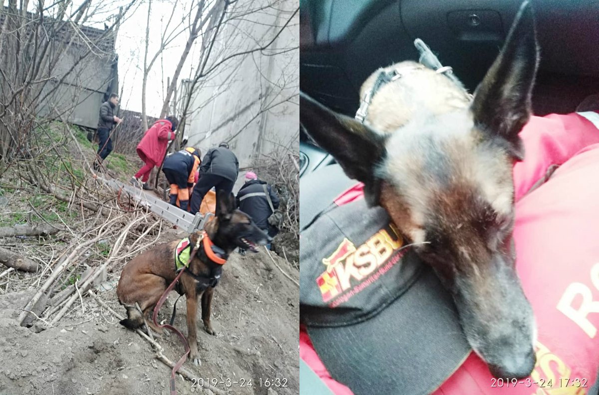 Служебная собака Спарки привела правоохранителей к пострадавшей