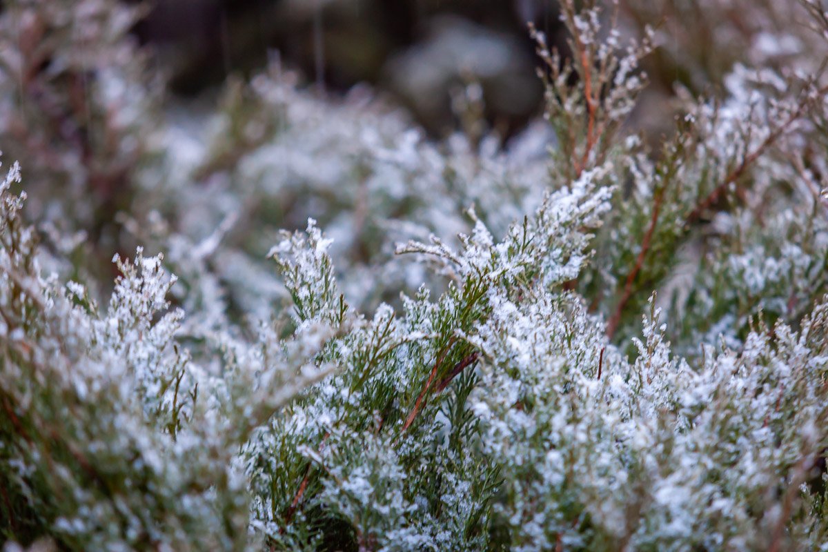 Белое покрывало