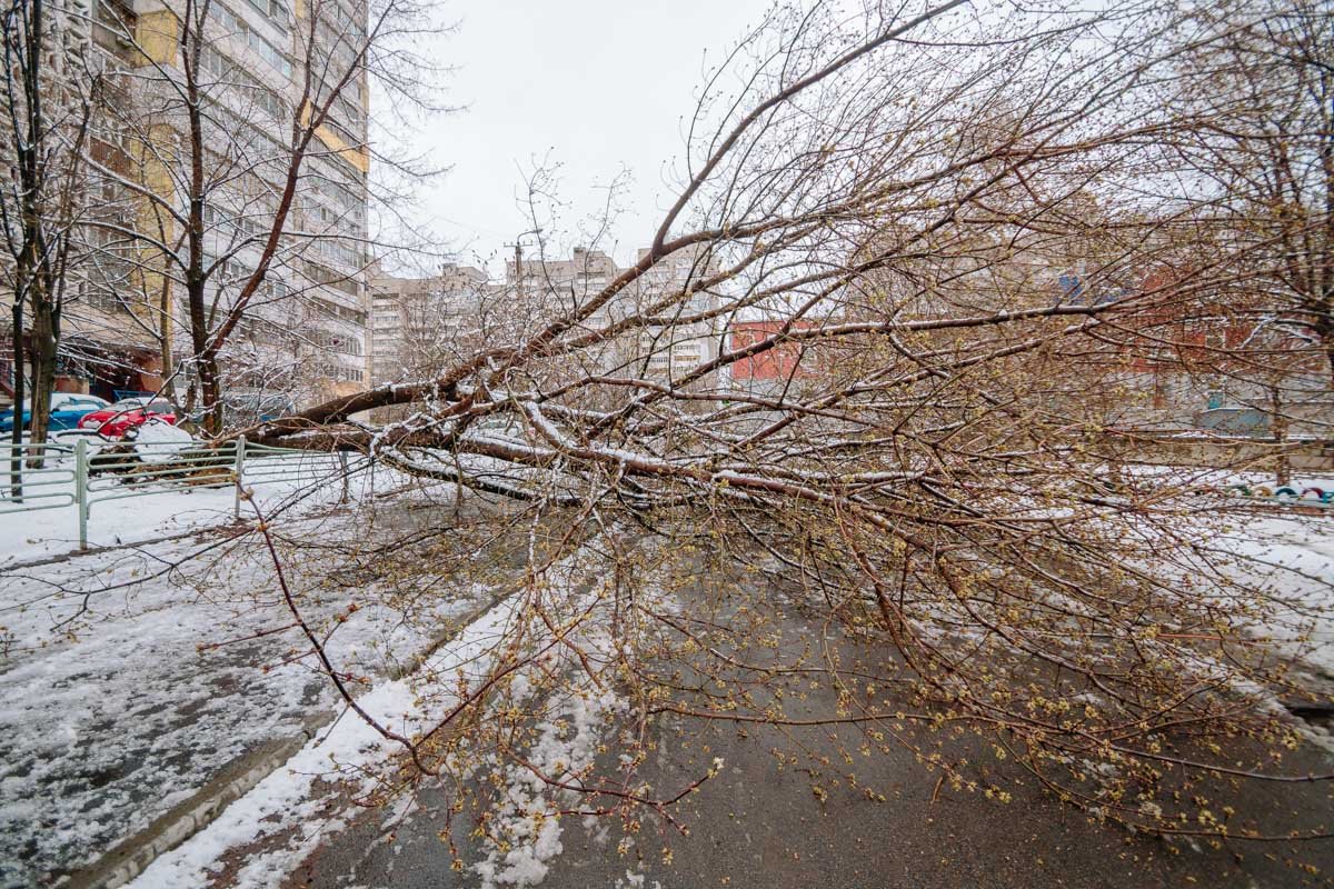 Упавшее дерево полностью перекрыло проезжую часть