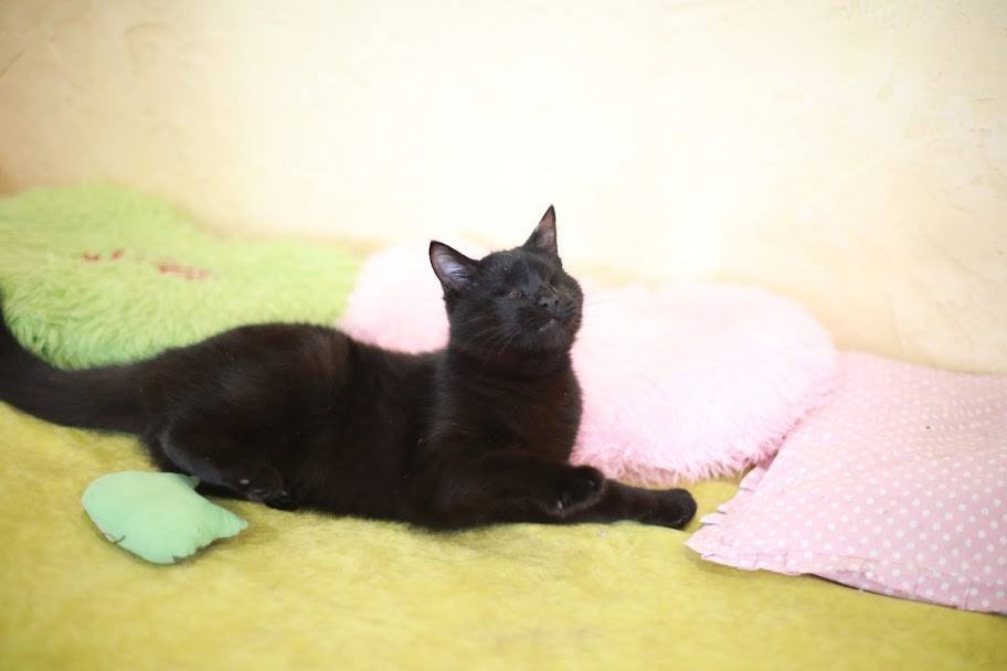 Славный Кузя Славный Кузя