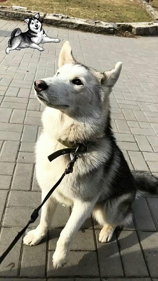 Хозяева скучают