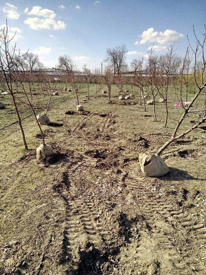 «Посади дерево - спаси город»: жителям Днепра будут привозить бесплатные саженцы 1