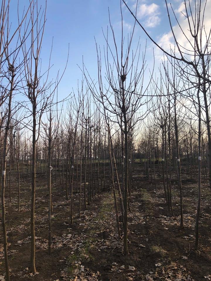 «Посади дерево - спаси город»: жителям Днепра будут привозить бесплатные саженцы 2
