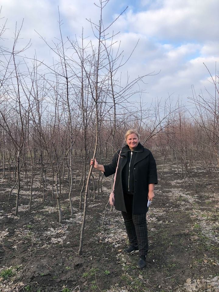 «Посади дерево - спаси город»: жителям Днепра будут привозить бесплатные саженцы 3