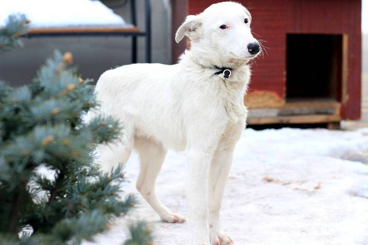 Счастье на четырех лапах