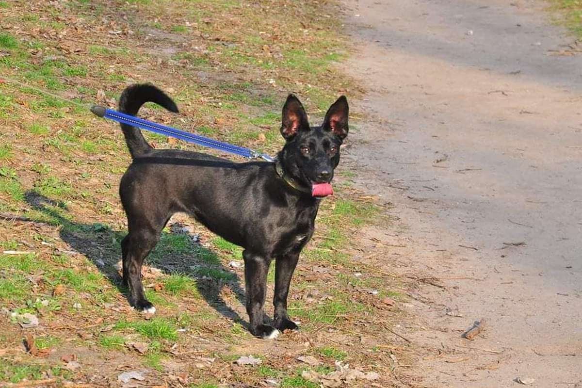 Собака-улыбака готова стать вашим самым лучшим другом