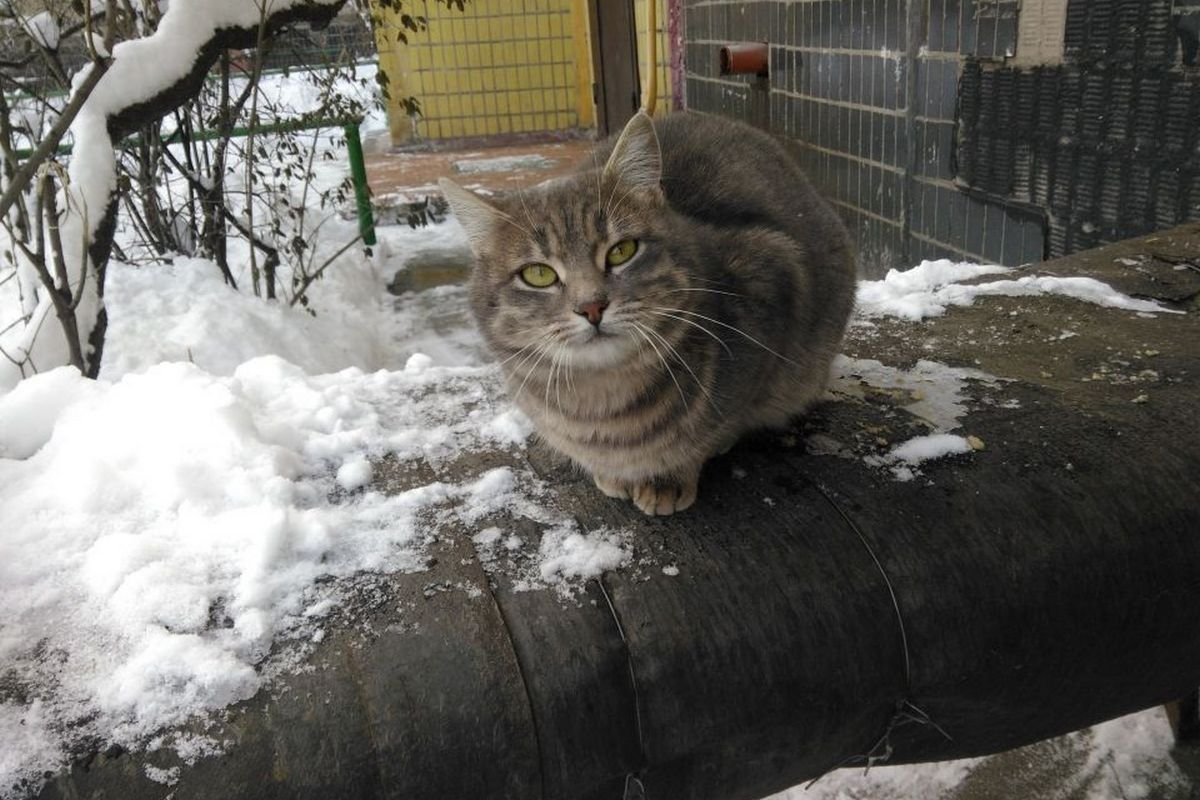 Милая мордашка с радостью станет частью вашей семьи