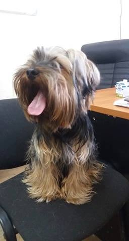 Готов найтись Готов найтись