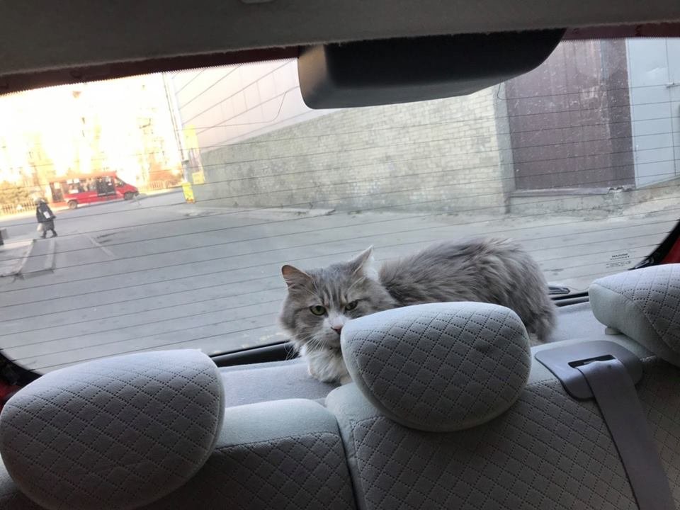 Ваш котик потерян и не найден Ваш котик потерян и не найден