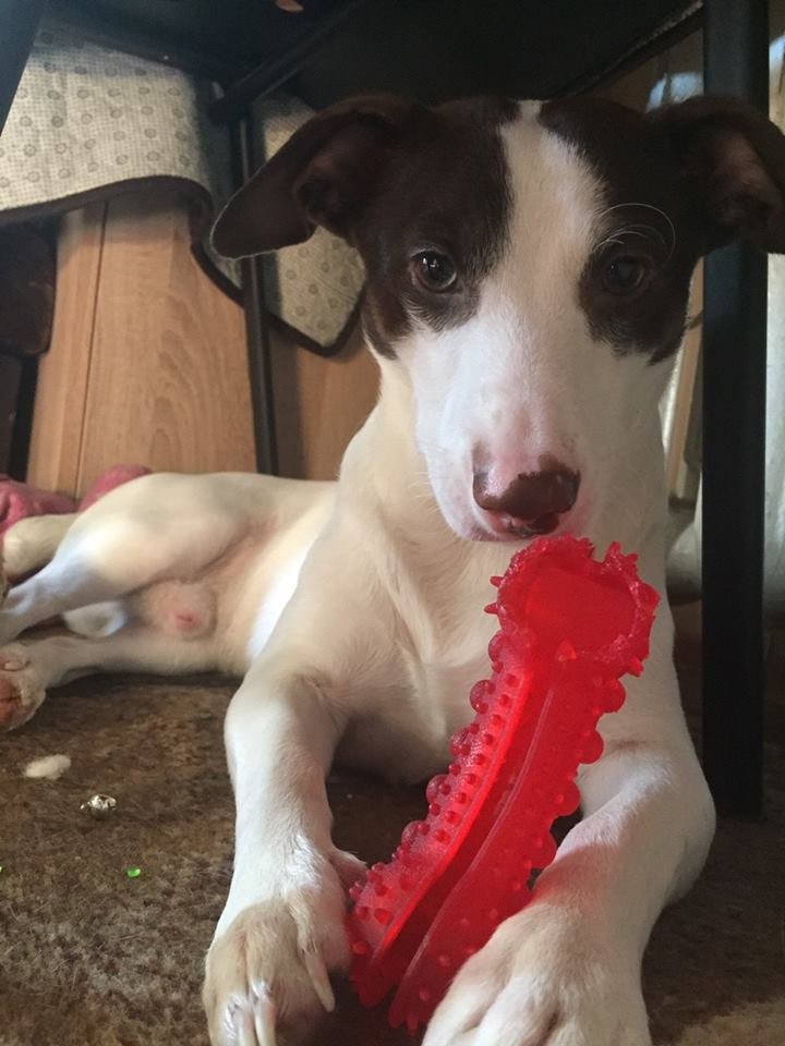 Малыш хочет домой Малыш хочет домой