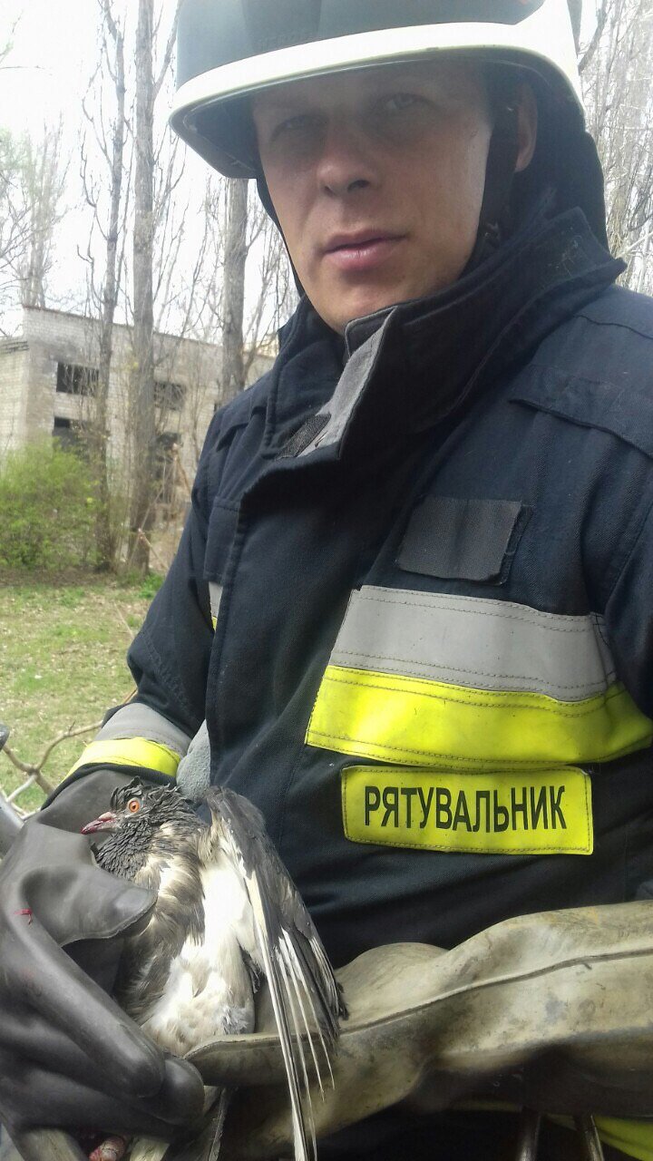 В Днепре спасатели помогли голубю, что запутался в проводах В Днепре спасатели помогли голубю, что запутался в проводах