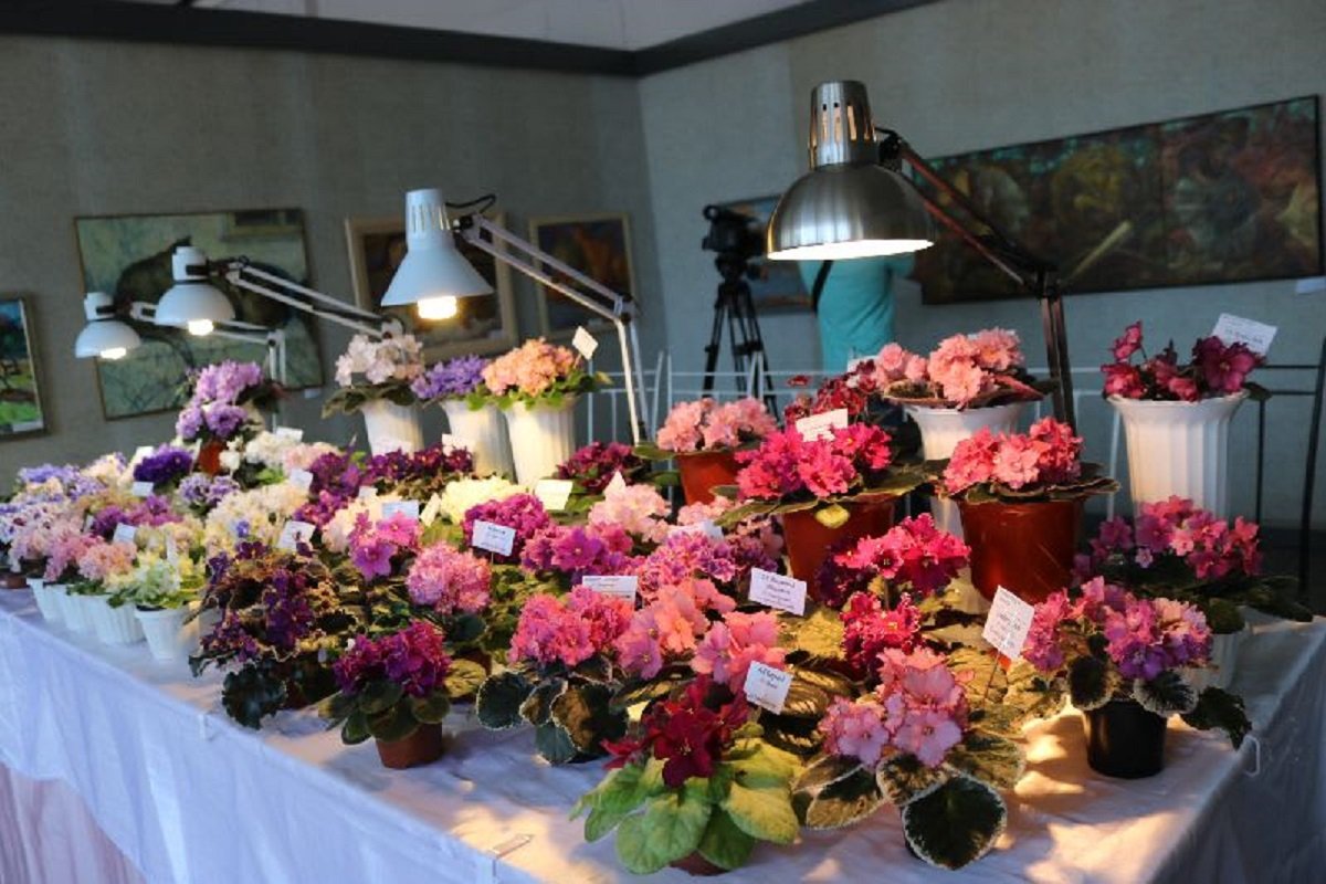 Выставка фиалок в Днепре  Выставка фиалок в Днепре