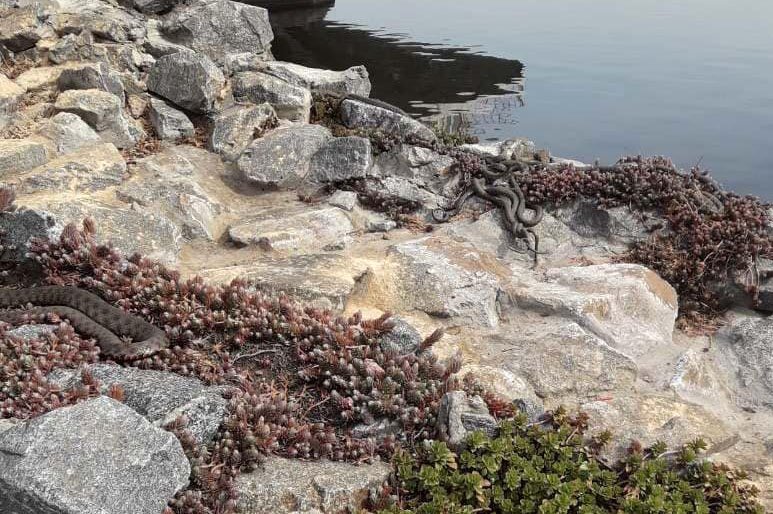 В Днепре возле ресторана на Сичеславской набережной нашли змей