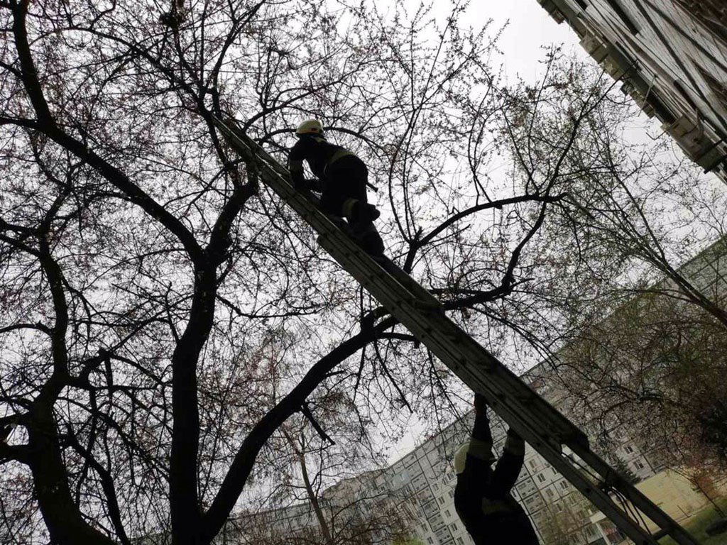 Спасателей вызвали неравнодушные жители Спасателей вызвали неравнодушные жители