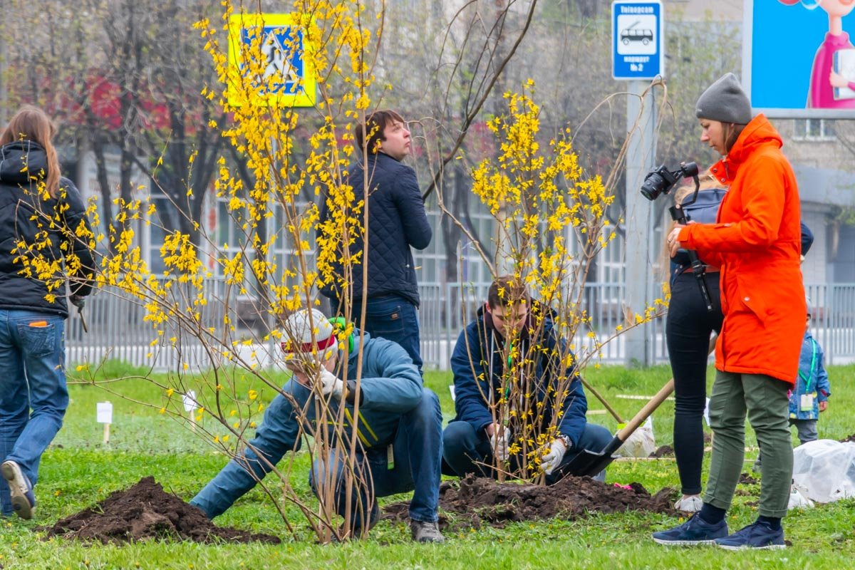 На набережной появятся новые деревья и кусты  На набережной появятся новые деревья и кусты