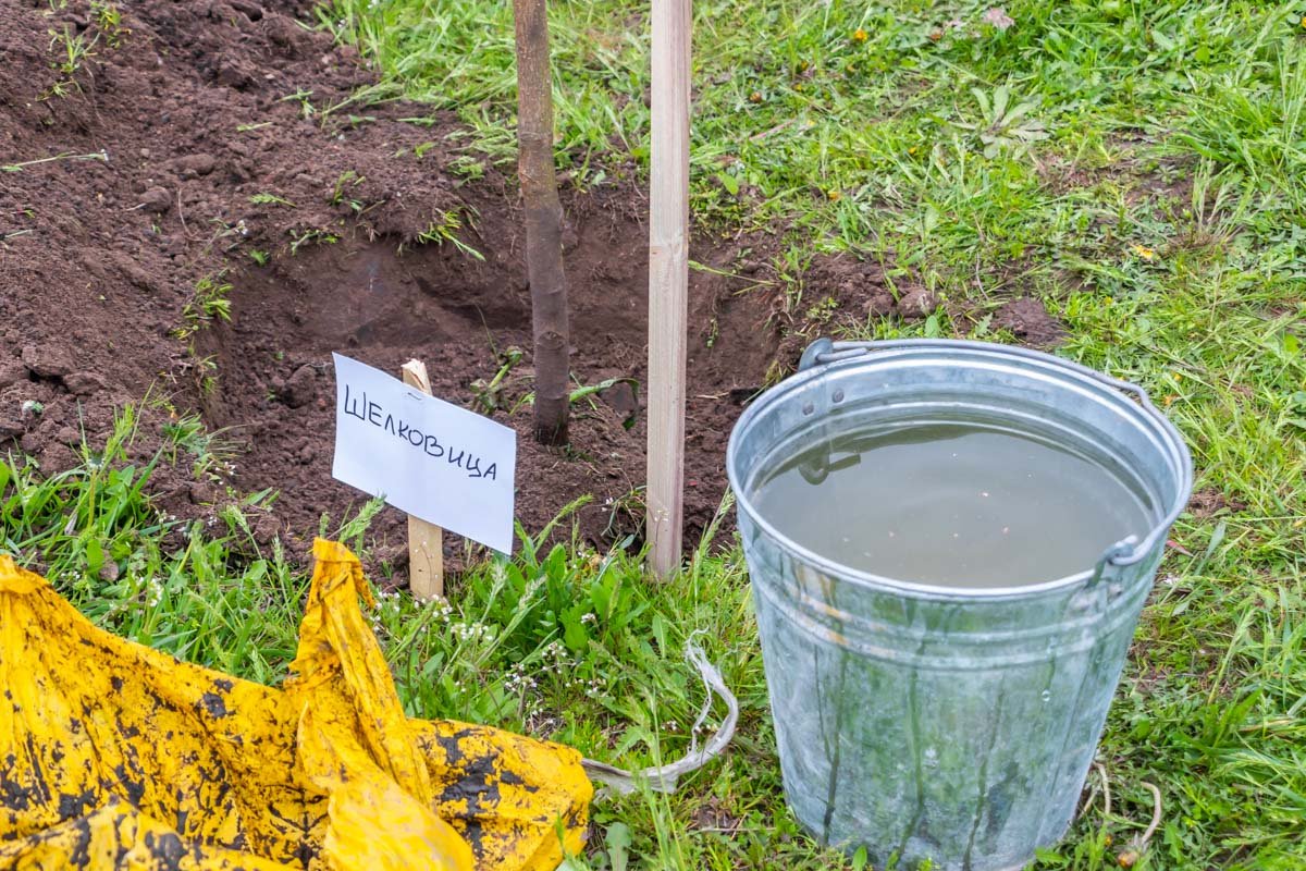 Шелковица и рябина также станут кормом для птиц  Шелковица и рябина также станут кормом для птиц