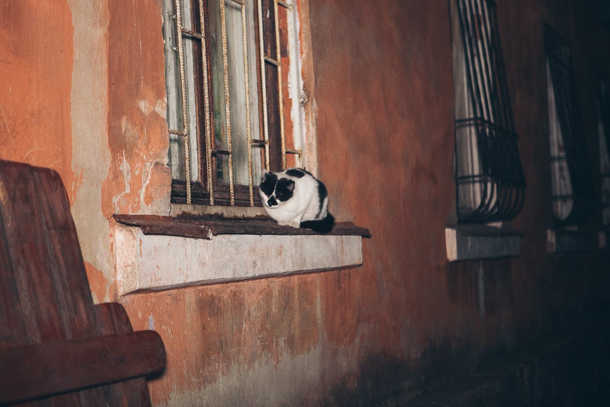 Тем временем котик грелся у костра