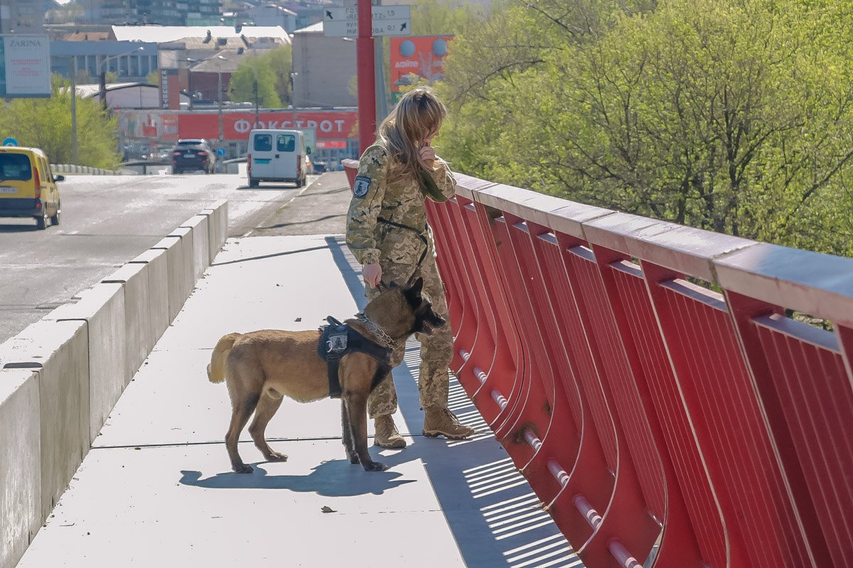 Служебная собака рыщет по всем углам Служебная собака рыщет по всем углам
